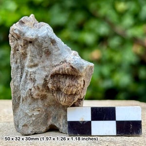 Puede incluir: Un fósil gris desgastado con una textura rugosa. El fósil mide 50 x 32 x 30 mm. Se coloca una regla a cuadros en blanco y negro junto al fósil para la escala. El fondo es un verde borroso.