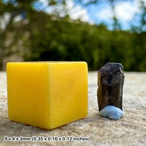 Fossilized triceratops dinosaur tooth genuine specimen