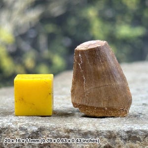 激レア恐竜　メガロサウルス？の歯化石　約20mm Amazon | 【化石専門店 LOLO】博物館級 メガロサウルス 恐竜 歯