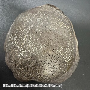 May include: A dark gray, irregularly shaped stone with a porous texture and white accents. The stone measures 5.43 x 5.04 x 0.35 inches. The surface has a network of small holes and a rough, uneven edge.