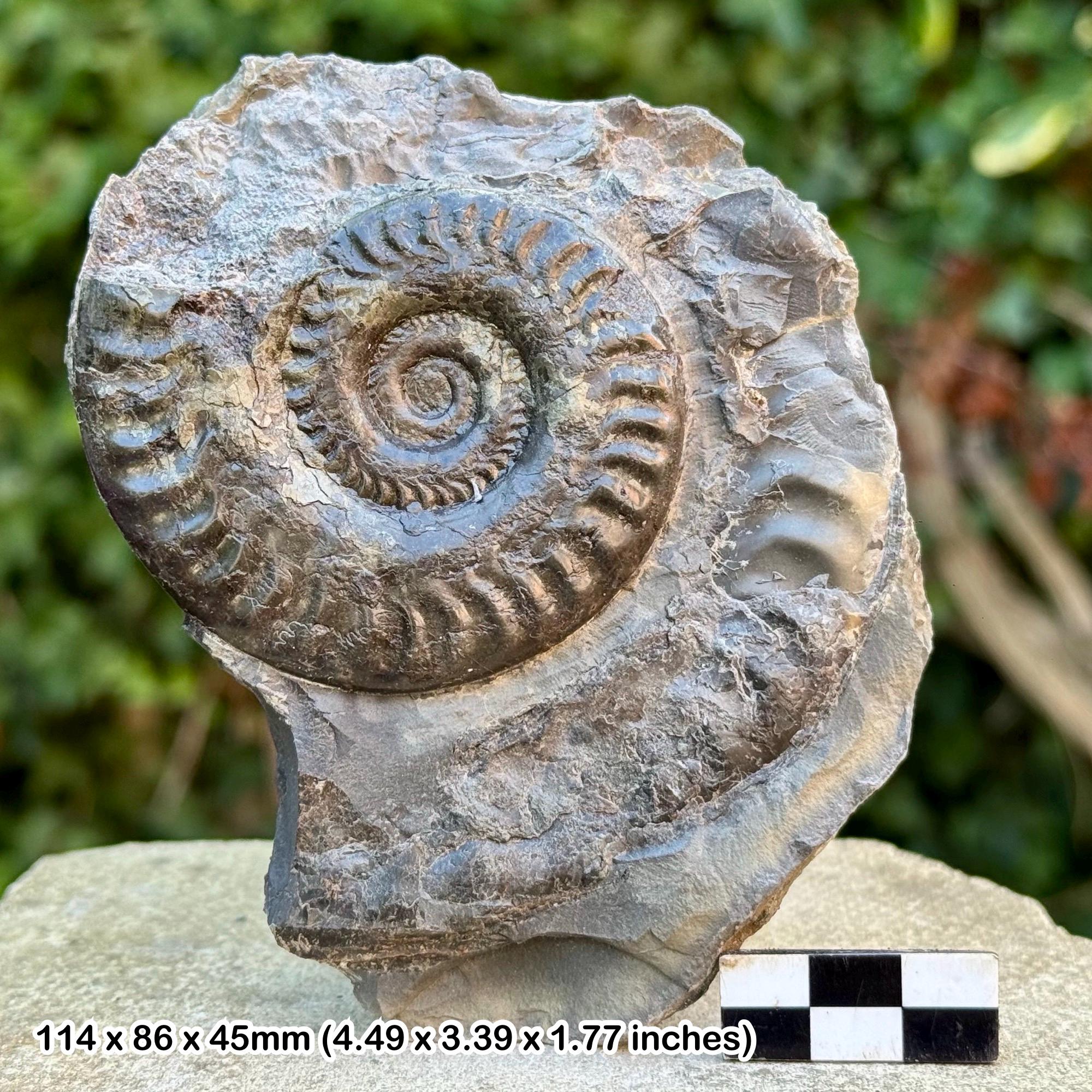 ヒルドセラス・ビフロンス 化石 アンモナイト ジュラ紀 ウィットビー