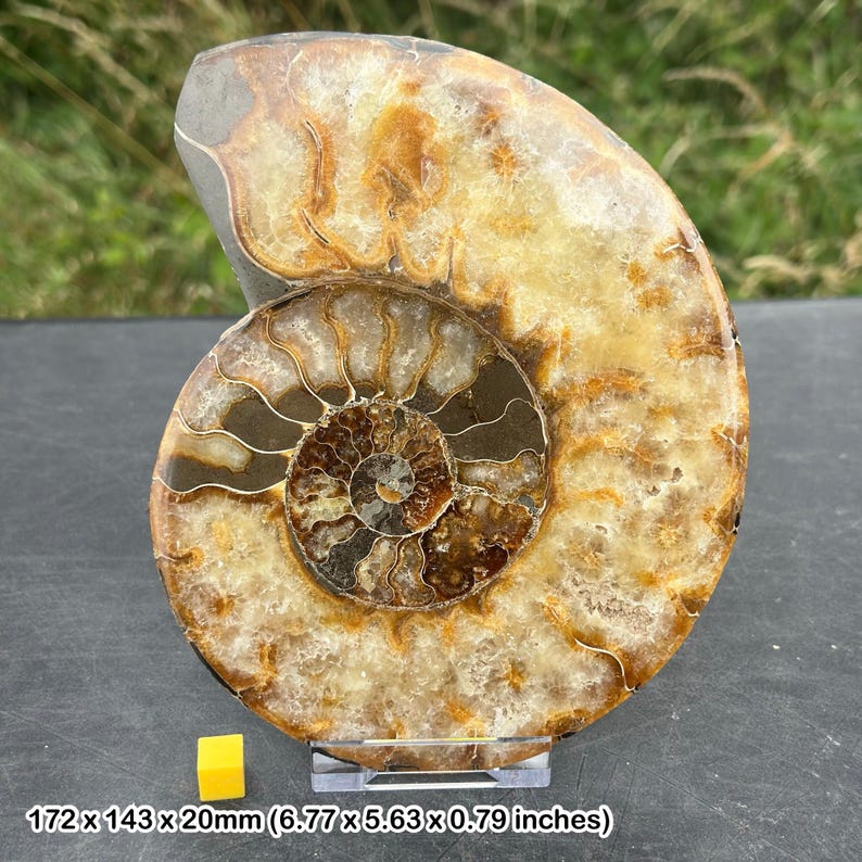 Giant cut & polished ammonite, single section, certified image 1