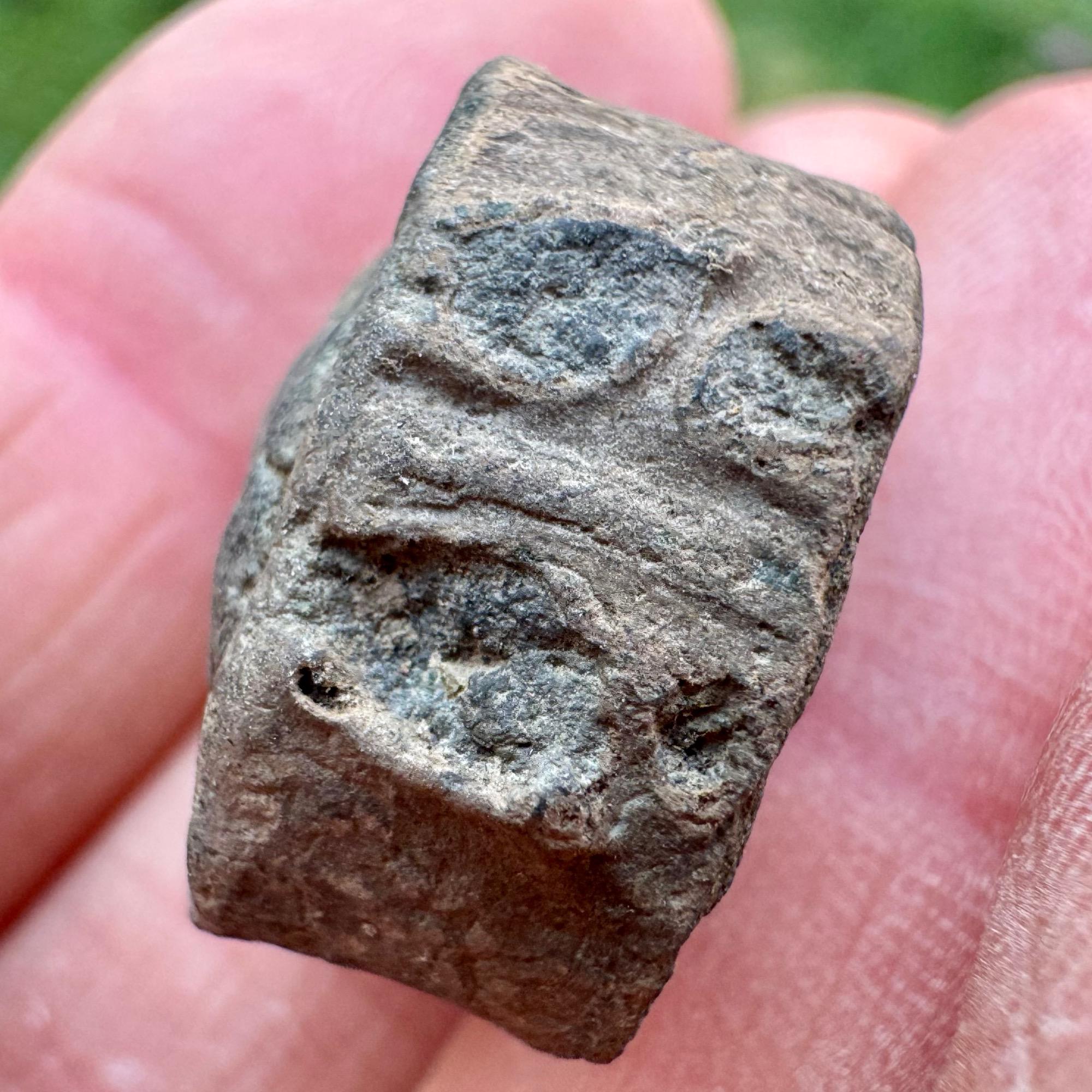 プレシオサウルスの脊椎骨化石 - オックスフォード粘土