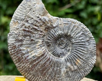 Ammonites fósil Kosmoceras duncani Calloviense Jurásico Villeurs s mer Francia