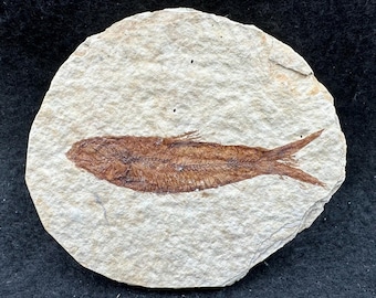 Eocene fossil fish in matrix from usa – genuine prehistoric specimen with certificate of authenticity