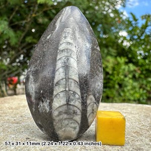 Orthoceras fossil – 400 million year old nautiloid cephalopod – devonian era – morocco – authentic straight shell fossil with certificate