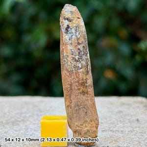 Genuine rebbachisaurus dinosaur tooth fossil cretaceous kem kem morocco coa