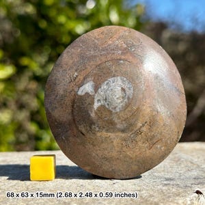 Gonioclymenia fossil gonatite – devonian marine cephalopod – morocco – 100% genuine specimen with certificate