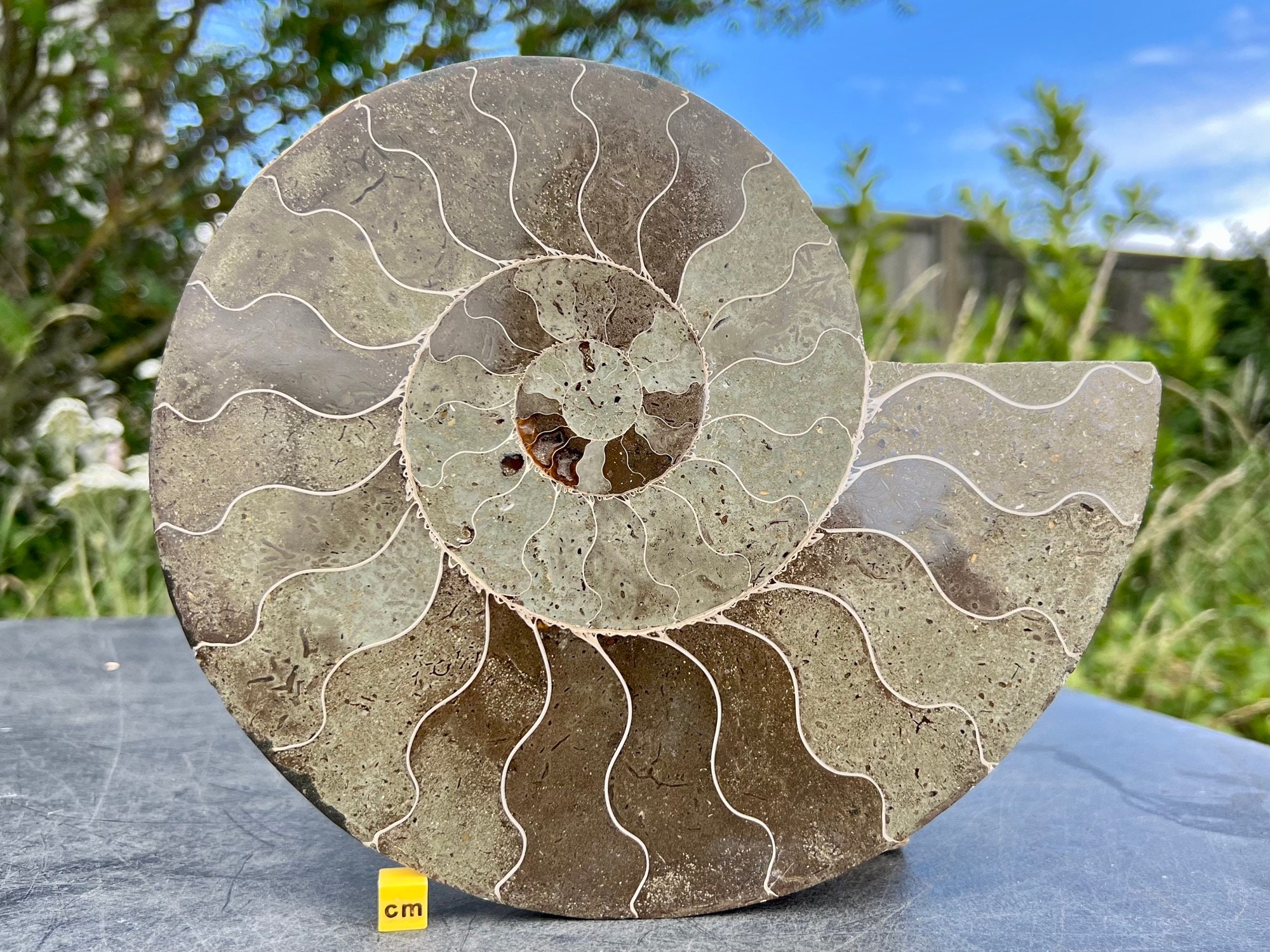 Fossilised Giant Ammonite Fossil Cut Polished Half 100 Etsy