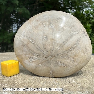 Fossil echinoid dendraster gibbsi - pliocene - florida - sand dollar - genuine specimen - coa included