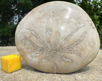 Fossil echinoid dendraster gibbsi - pliocene - florida - sand dollar - genuine specimen - coa included