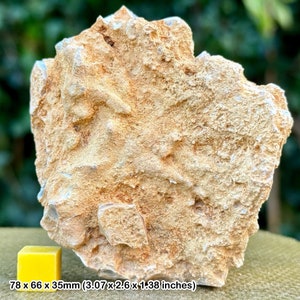 Fossil sponge in flint, grey chalk subgroup, cretaceous, branscome, devon, uk - genuine