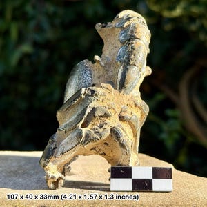 Rare thalassina lobster fossil – pleistocene – northern territory, australia – genuine specimen