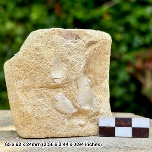 Puede incluir: Un fósil de color beige claro incrustado en una roca de arenisca. El fósil tiene algunas huellas visibles. La roca mide 65 x 62 x 24 mm. Un pequeño patrón de tablero de ajedrez está en la esquina inferior derecha.