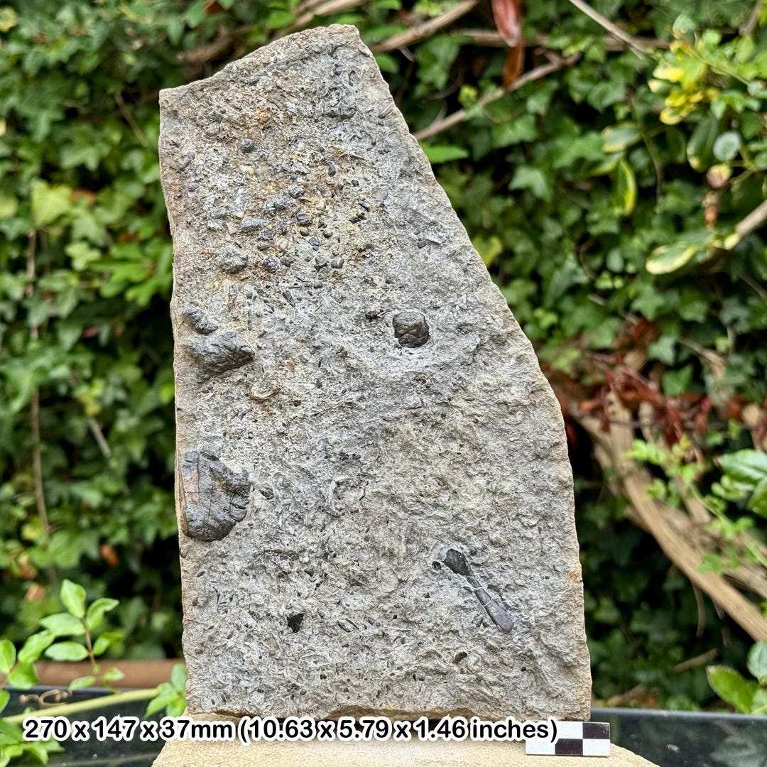 Rare Fossil Fish Reptile and Coprolite Large Block Aust Cliff Bristol ...