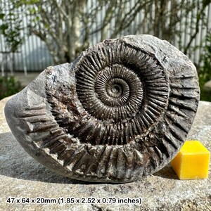 Dactylioceras commune ammonite fossil, genuine uk jurassic specimen, certificated