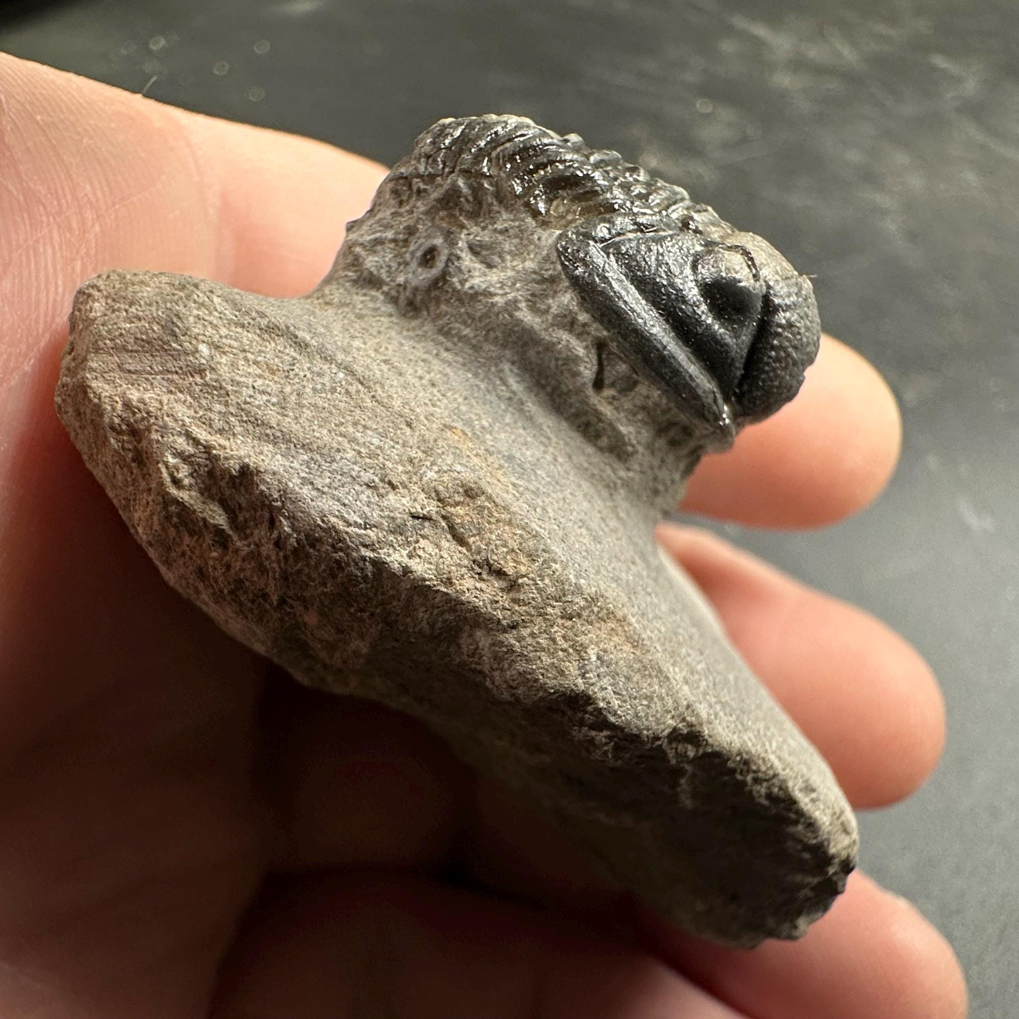 三葉虫モロッコ産⑦ゲラストスGerastos？化石デボン紀 三葉虫モロッコ産⑦ゲラストスGerastos？化石デボン紀 モロッコ