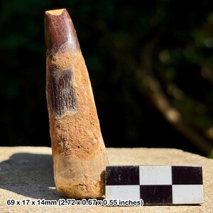 Rebbachisaurus dinosaur tooth fossil – cretaceous kem kem beds morocco, genuine specimen