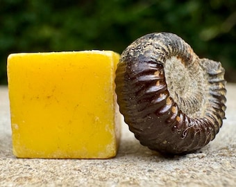 Catacoeloceras densicostatum fossil ammonite jurassic toarcian tourondous france