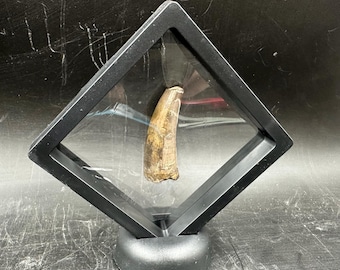 Sarcosuchus super croc tooth fossil 3d floating frame cretaceous elrhaz formation niger genuine specimen with certificate