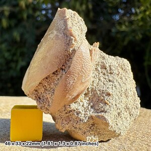 Hummerschere Fossil – Grünsand aus der Kreidezeit – branscombe, devon, uk