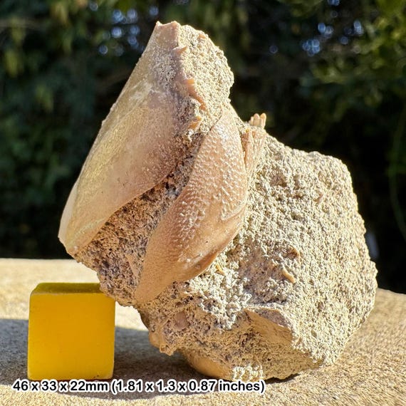 Lobster Claw Fossil – Cretaceous Greensand – Branscombe, Devon, Uk