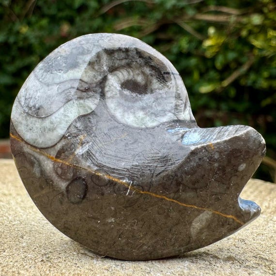 研磨されたゴナタイト ゴニオクリメニア 化石 デボン紀 モロッコ 本物