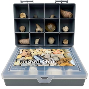 Conjunto de 12 fósiles auténticos, regalo ideal para principiantes y coleccionistas.