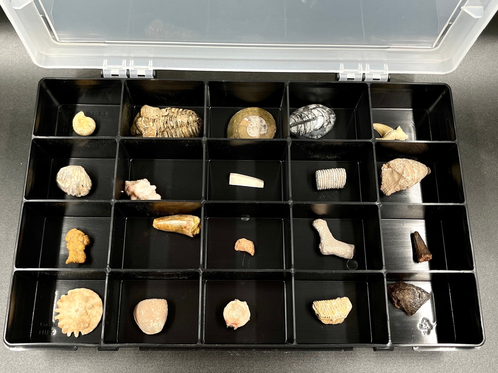 Large Fossil Set of 20 Genuine Fossils in Display Box FS9509 Etsy