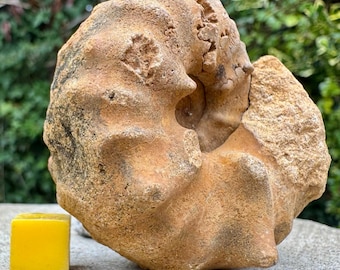 Raro pseudaspidoceras perinflatum amonita fósil turoniano cretácico betioky madagascar espécimen genuino