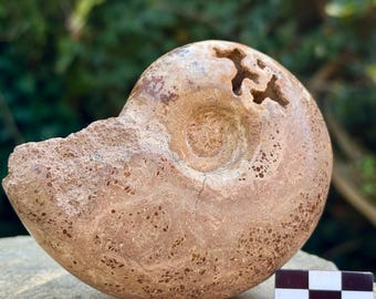 モロッコで発見された白亜紀のマンテリセラスアンモナイト化石標本