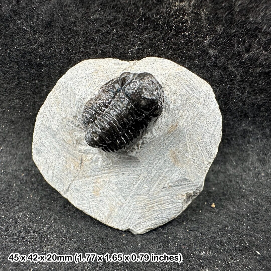 ゲラストス三葉虫化石 – 本物のデボン紀節足動物 – モロッコ – 古代の