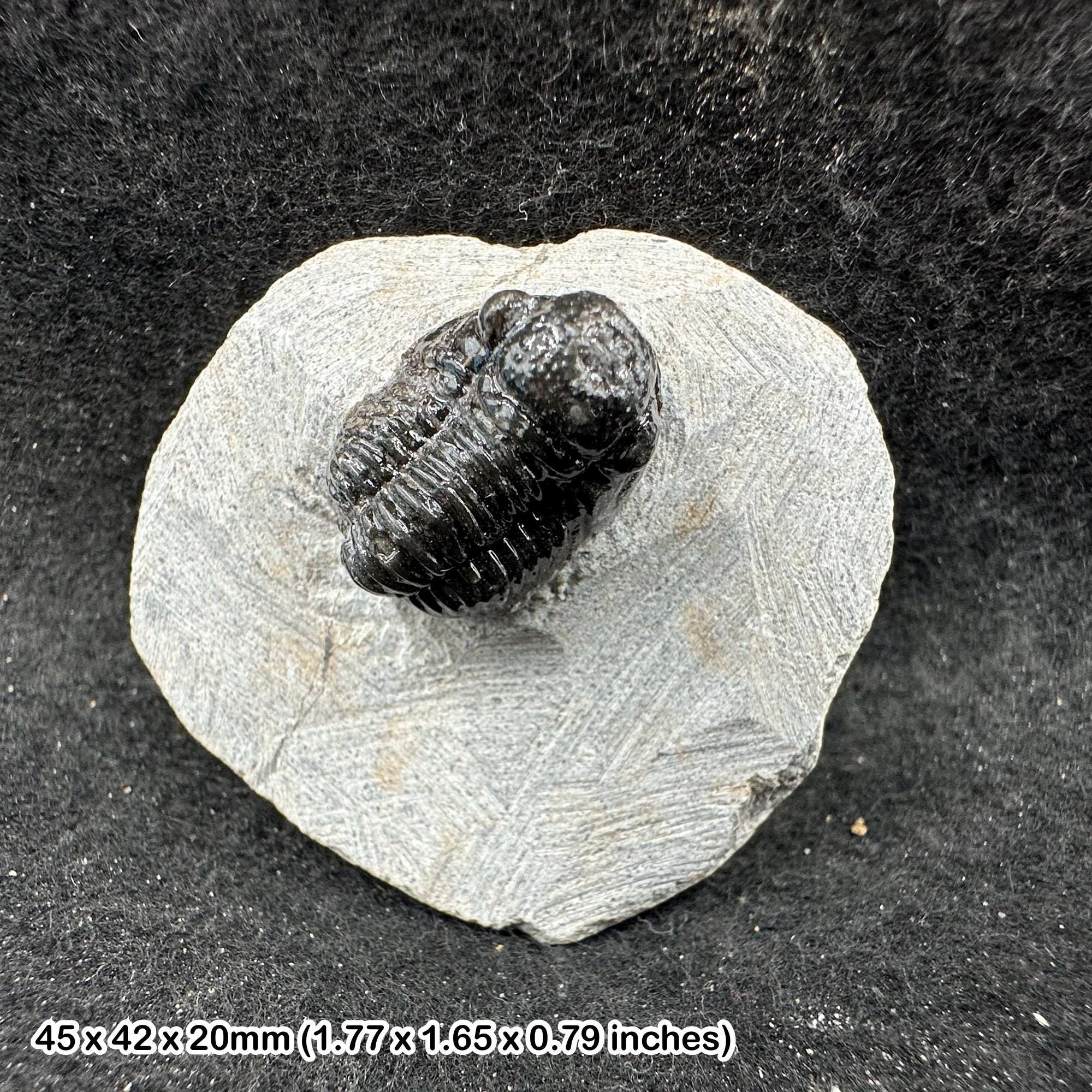 ゲラストス三葉虫化石 – 本物のデボン紀節足動物 – モロッコ – 古代の