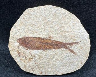 X線骨！大型で天然のディプロミスタス魚化石 ワイオミング州産 623g