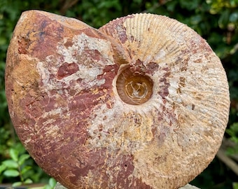 Seltener 8" Proceratit Schlönbachi Fossiler Ammonit | Bathonischer Jura | Madagaskar | echt mit ca