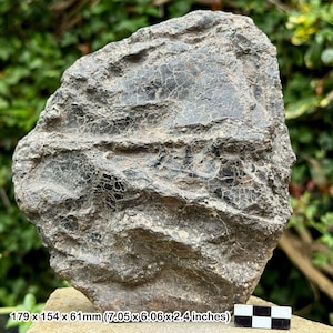 May include: A large, rough-textured rock with a dark, web-like pattern across its surface. The rock is primarily gray with black accents and measures 7.05 x 6.06 x 2.4 inches. The image includes a scale for size reference.