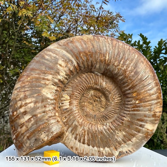 化石アンモナイト海洋動物、マダガスカルジュラ紀、本物、認定済み