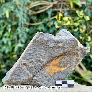 Fossil brittle stars (ophiura) - ordovician draa valley morocco - genuine specimen w/ coa