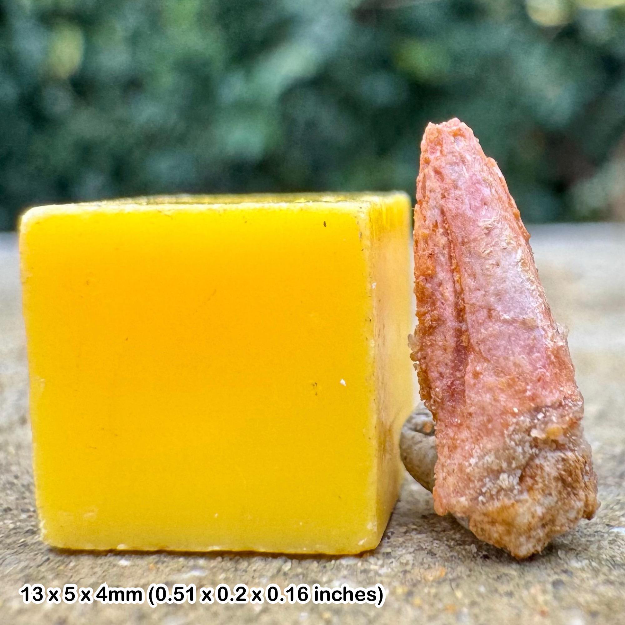 珍しい化石ラプトルの爪 [デルタドロメウス アギリス] 恐竜 白亜紀