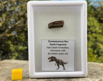 Genuine rare tyrannosaurus rex tooth (t-rex) partial fossil. hill creek formation, cretaceous. montana usa