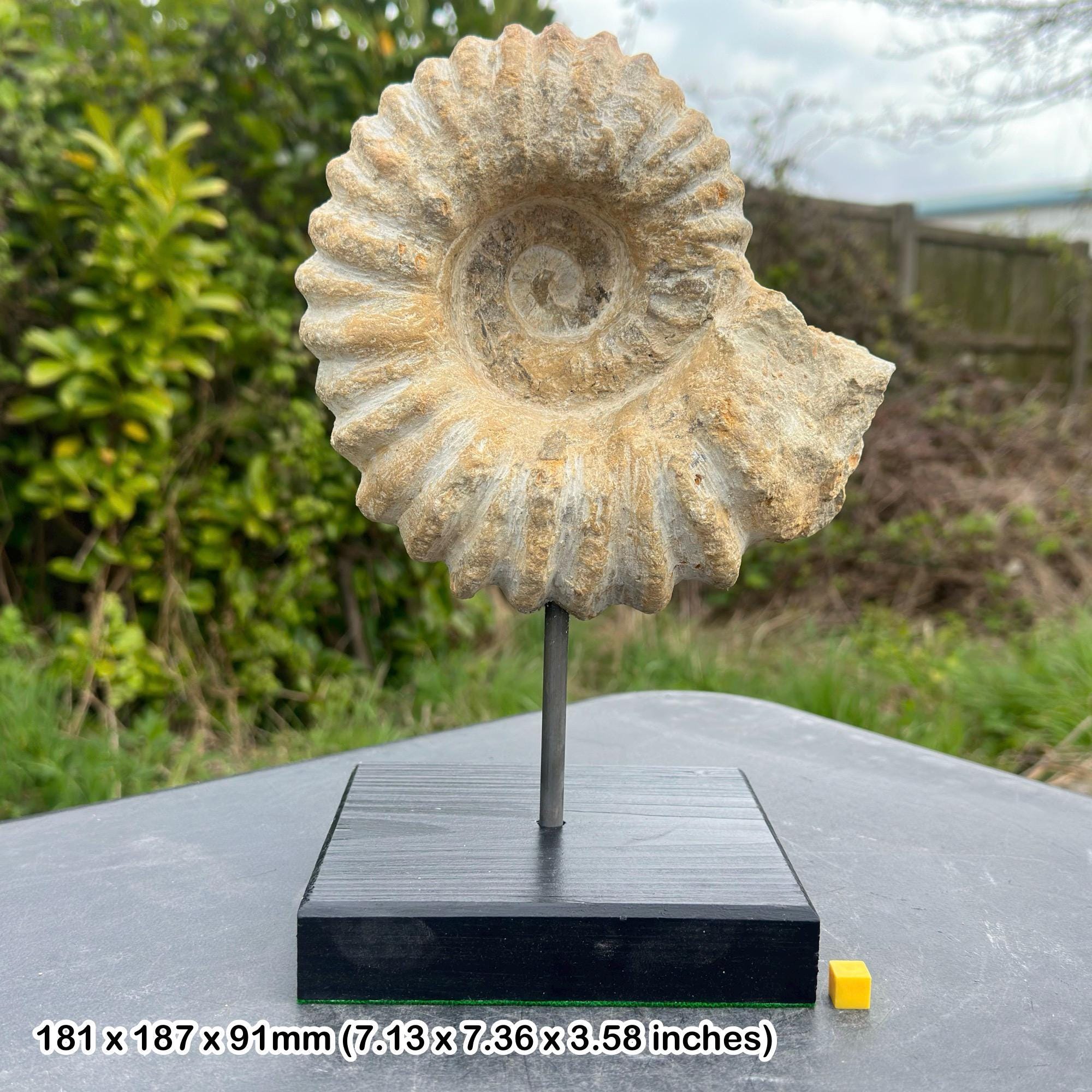 アンモナイト化石巨大モロッコ出土