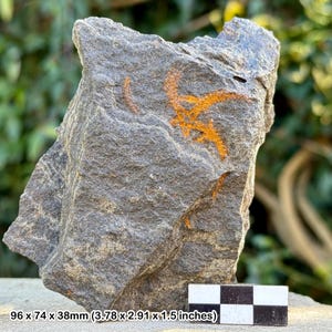 Estrellas frágiles fósiles (ophiura) - valle del Draa, Ordovícico, Marruecos - ejemplar auténtico con coa