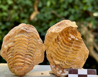 大型の三葉虫の化石 - Hollardops mesocristata、モロッコ - 2147.38g