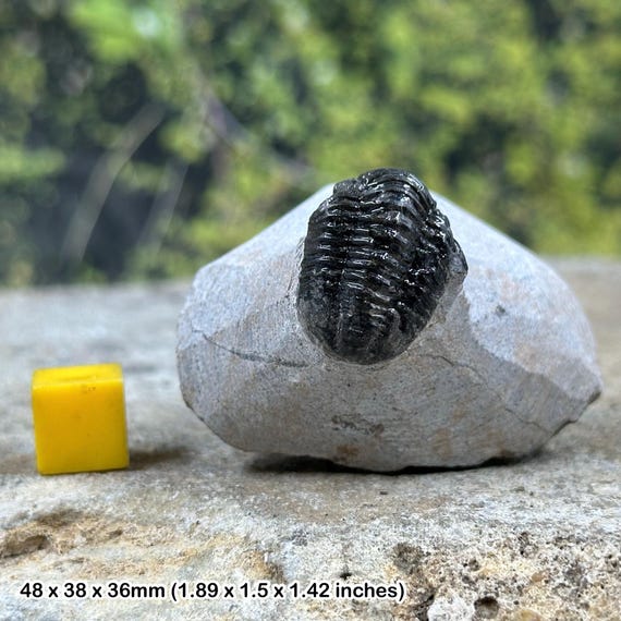 三葉虫の化石 美麗 ゲラストス jorf産 本物保証 ゲラストス三葉虫の