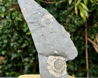 Ein echtes Ammonit-Fossil vom Psiloceras Planorbis mit Ständer - jurassic blue lias, somerset, uk -