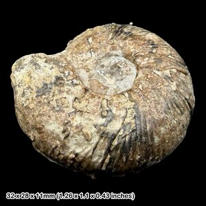 Morphoceras multiforme ammonite fossil bathonian jurassic dorset uk