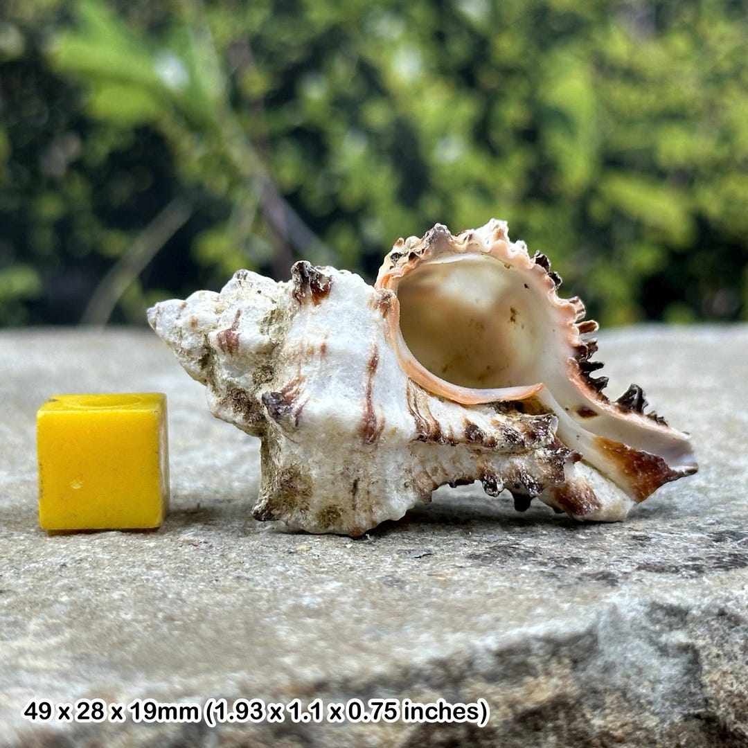 Murex Endivia Seashell Stunning Beach Shell - Etsy Australia