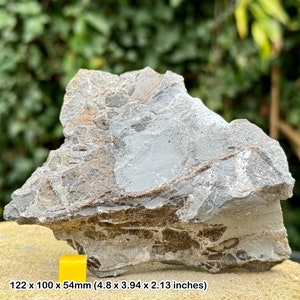 Rare triassic fossil bed - fish, shark, reptile bones & coprolite - blue anchor, somerset - coa included