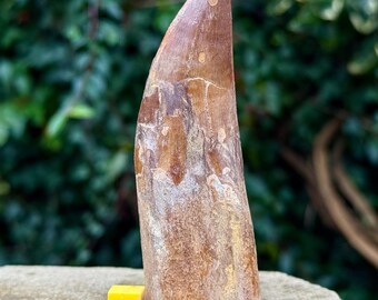 カルカロドントサウルスの歯の展示、実物の化石、白亜紀の恐竜、1億500