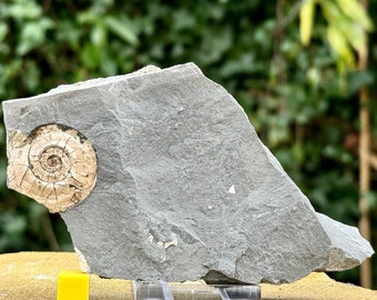 Ein echtes Ammonit-Fossil vom Psiloceras Planorbis mit Ständer - jurassic blue lias, somerset, uk -